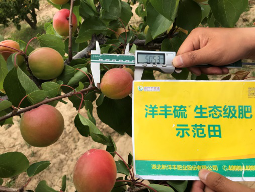 示范田纵径50.53mm.png 示范田纵径50.53mm.png