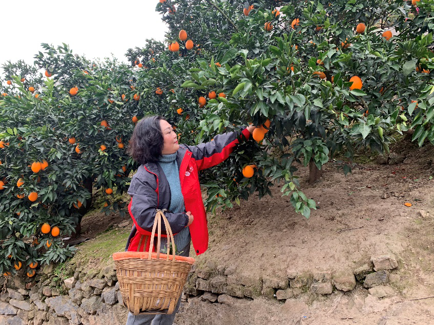 “奉节科技小院”负责人舒文平在奉节县砚瓦村帮果农采摘.png