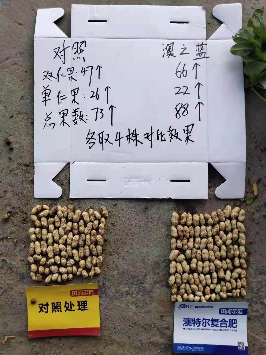 花生收获时对比1.jpg