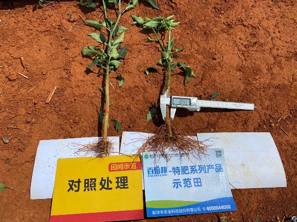 5月5日根茎粗细对比1.jpg