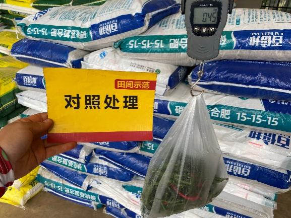 对照田辣椒单株产量.jpg