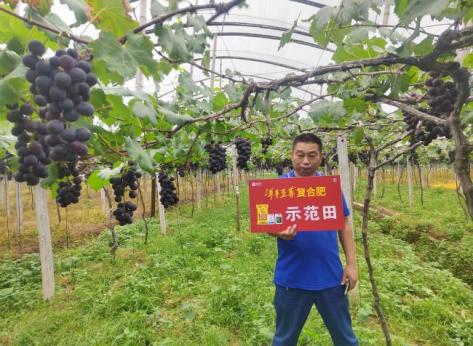 示范葡萄着色更早、着色更均匀.jpg